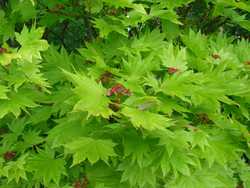 Acer Shirasawanum 'Aureum' — photo 1